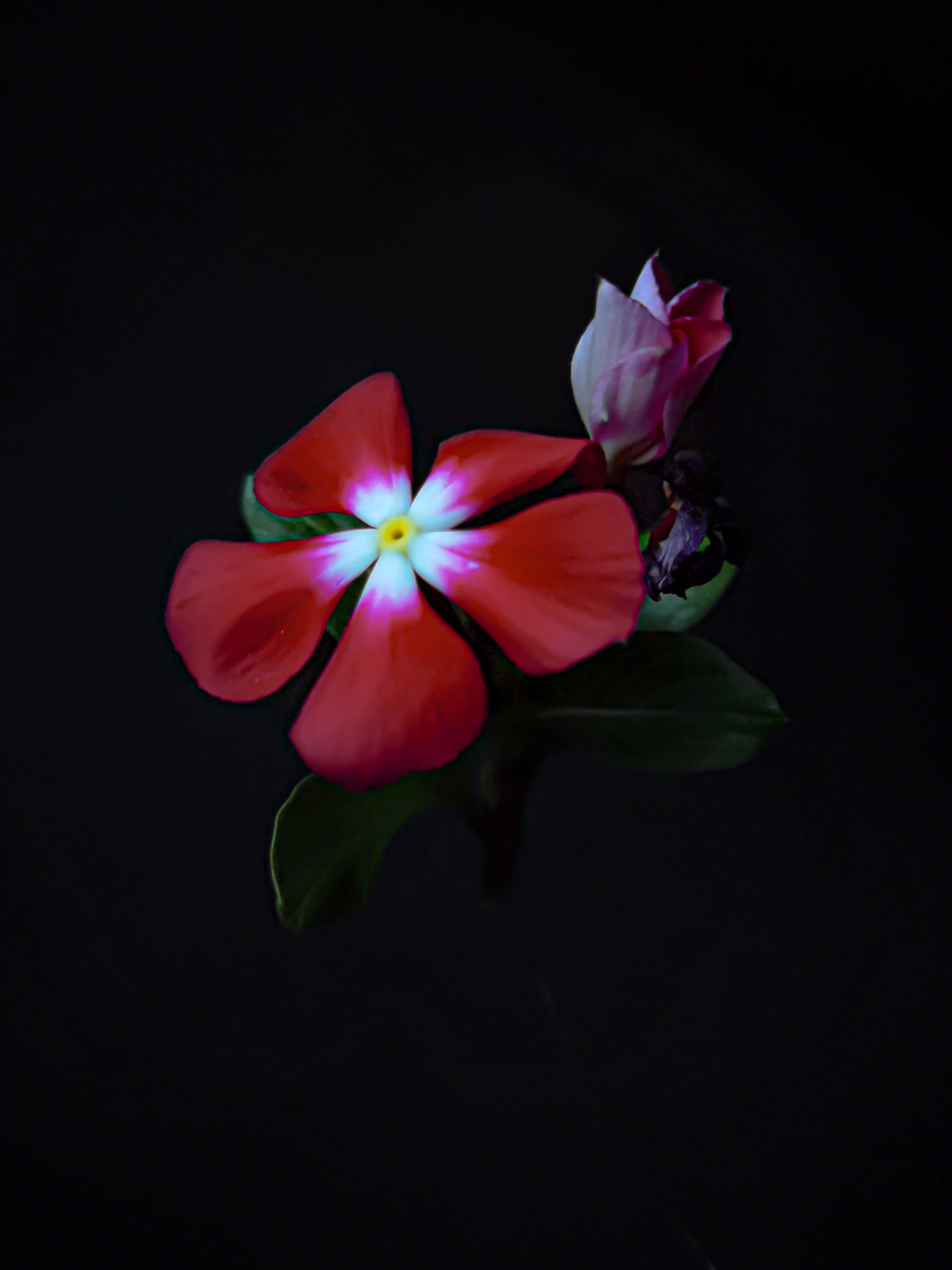 Madagascar Periwinkle Flower